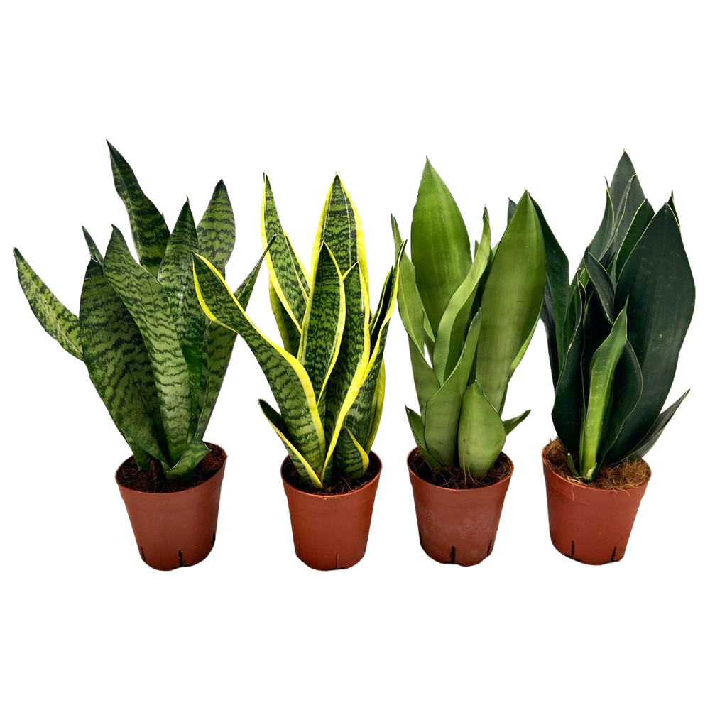 Sansevieria mix 3pp 3 soorten.