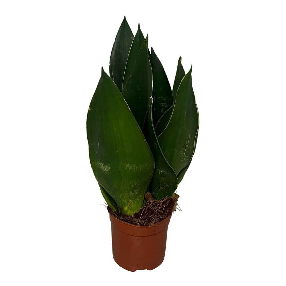 Sansevieria Black Diamond.