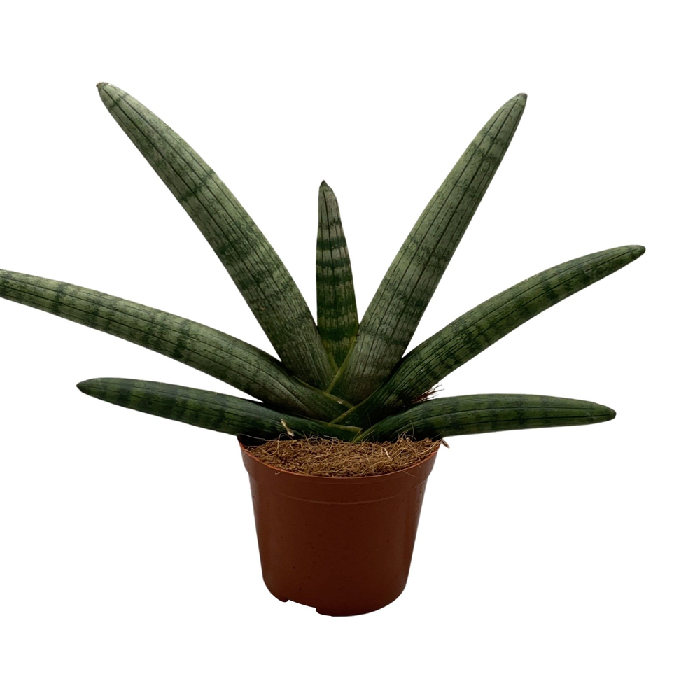 Sansevieria Handshake.