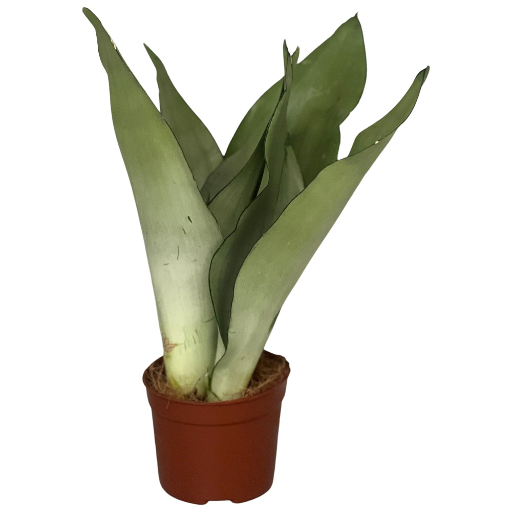 Sansevieria Moonshine 3pp.