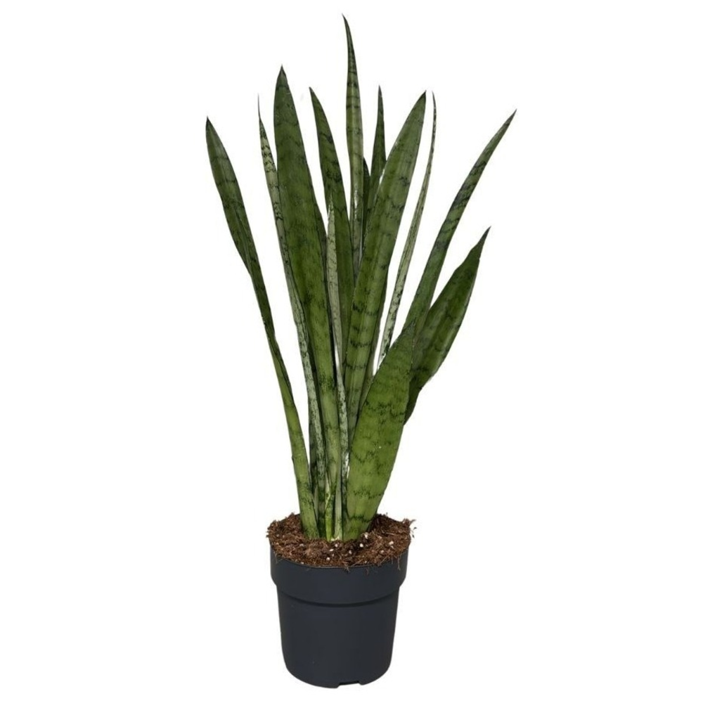 Sansevieria Silver Princess.