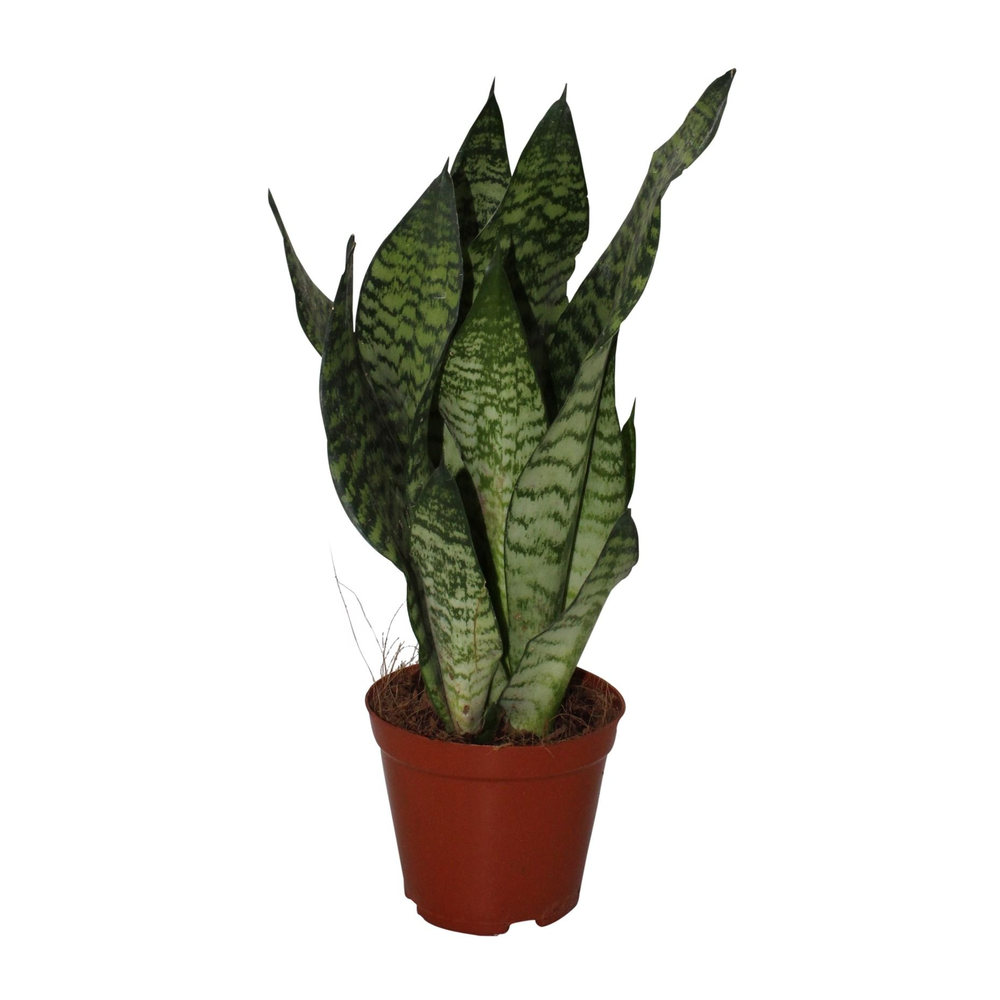 Sansevieria Zeylanica.