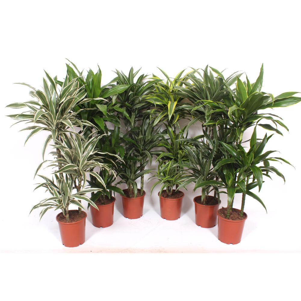 Dracaena fragrans Mixkar 60-30-15.