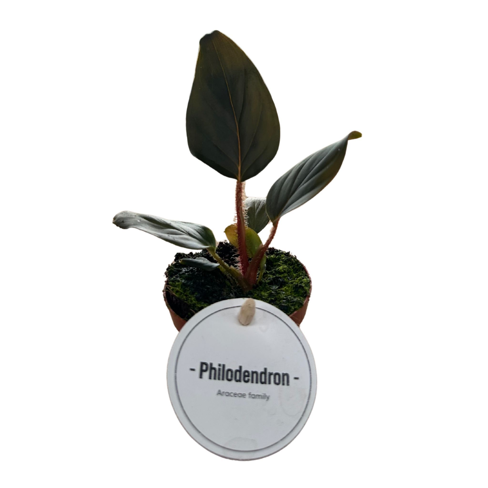 Philodendron Squamicaule Red.