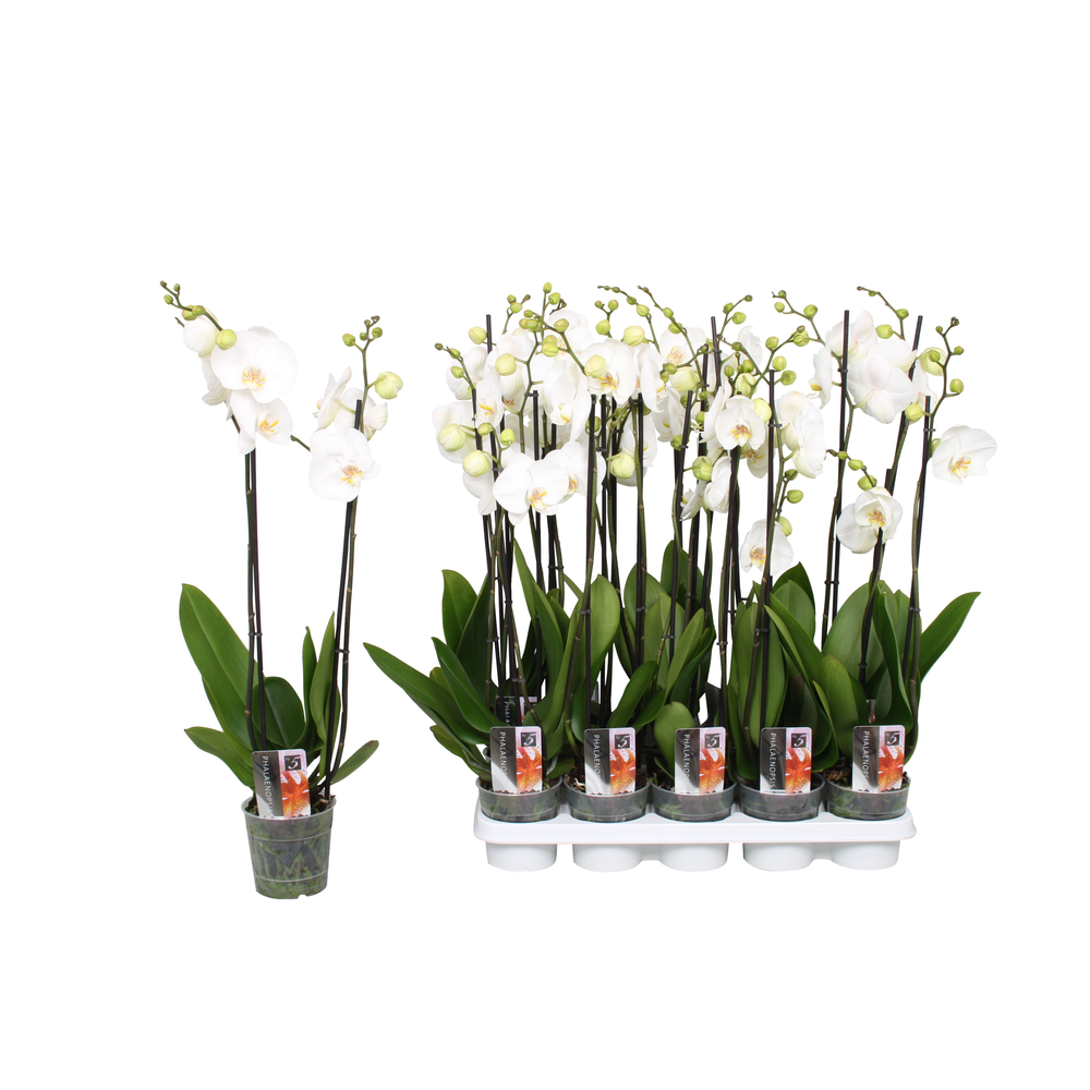 Phalaenopsis Star White, 2-spike 12+.