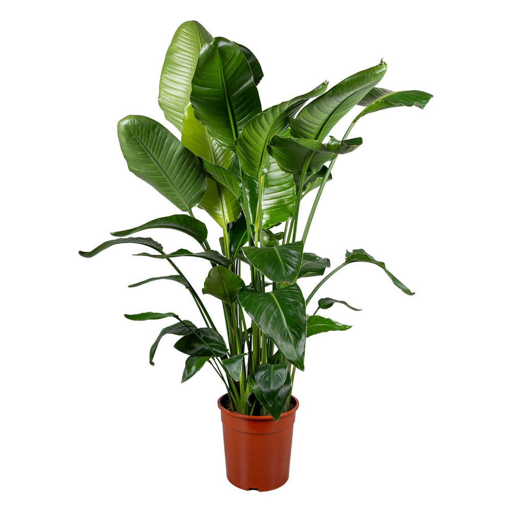 Strelitzia nicolai 6+ stek 130-140cm.