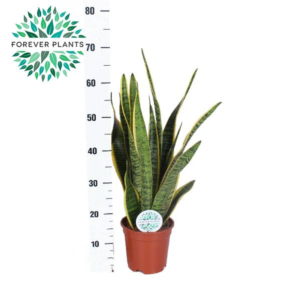 Sansevieria Laurentii p17 (niet MPS gecertificeerd.