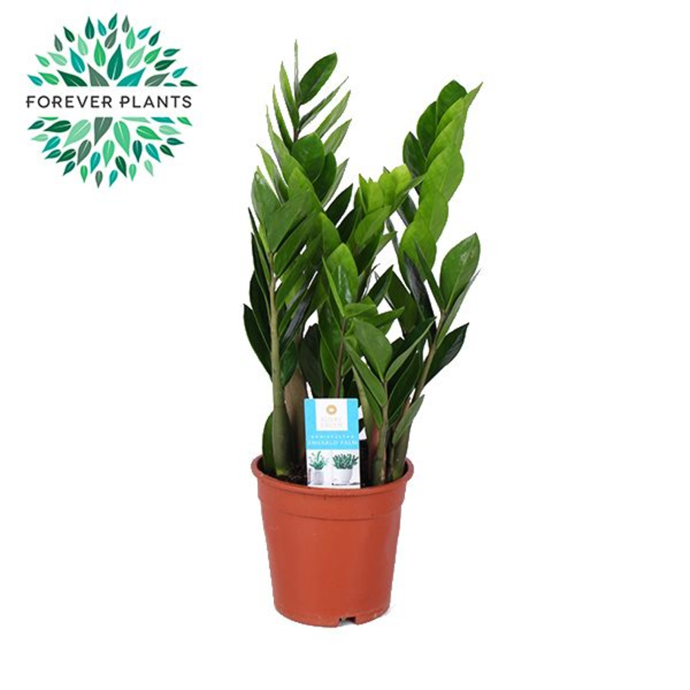 Zamioculcas p17.