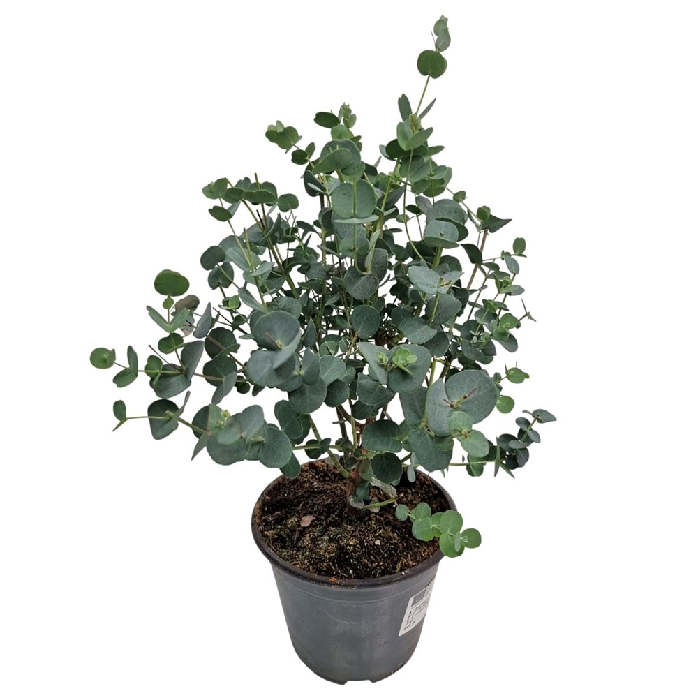 Eucalyptus Gunnii Bush.