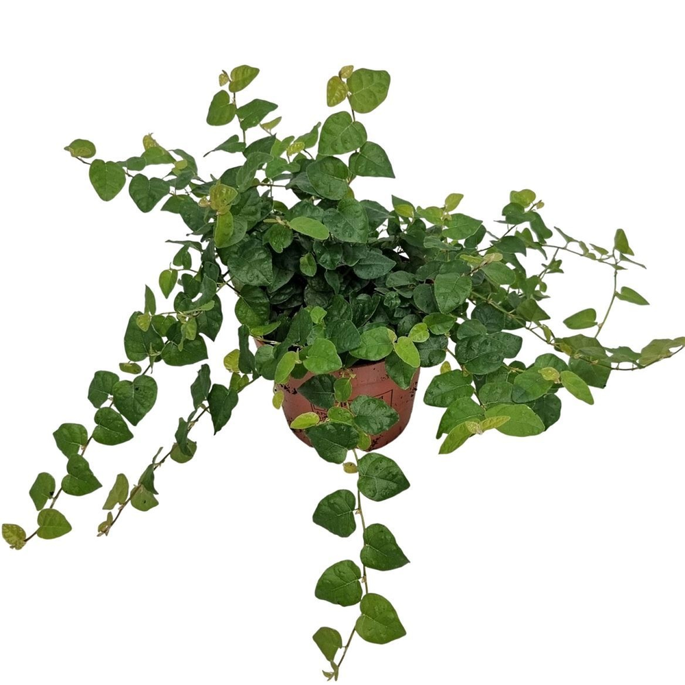 Ficus Pumila 'green Sunny'.