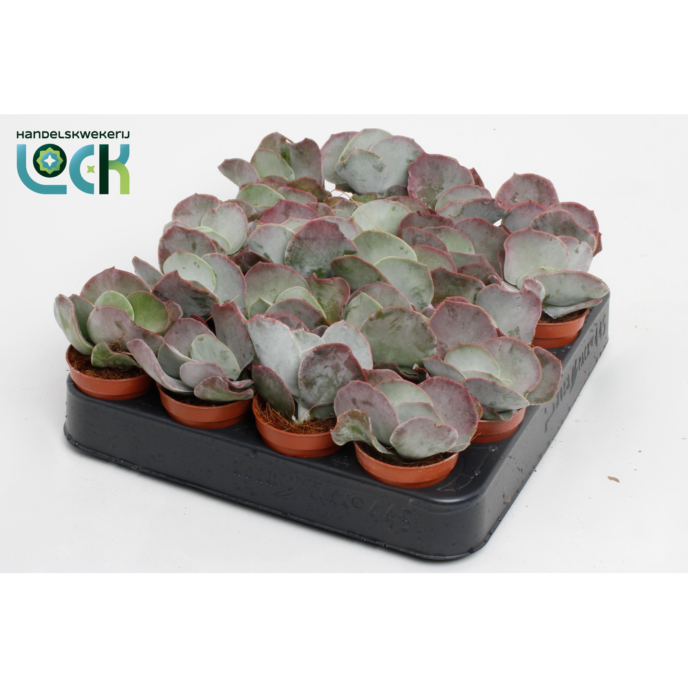 Cotyledon Undulata.