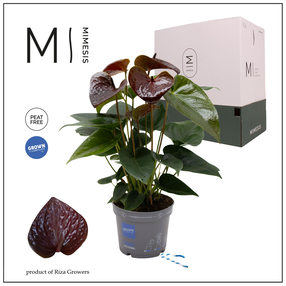 Mimesis Anthurium KARMA Essencia - 12cm.