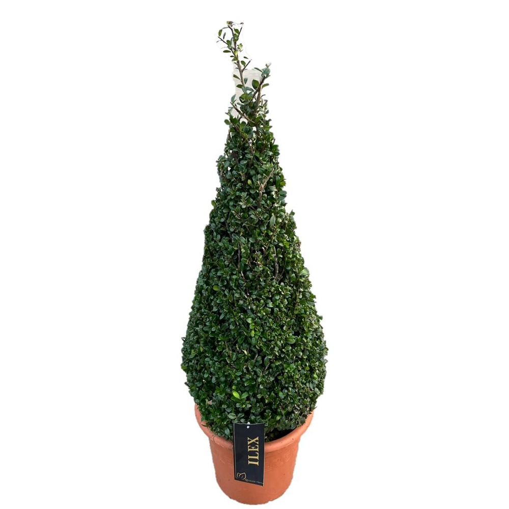 Ilex conv. Caroline Upright Piramiden p30(t) 80-+ .