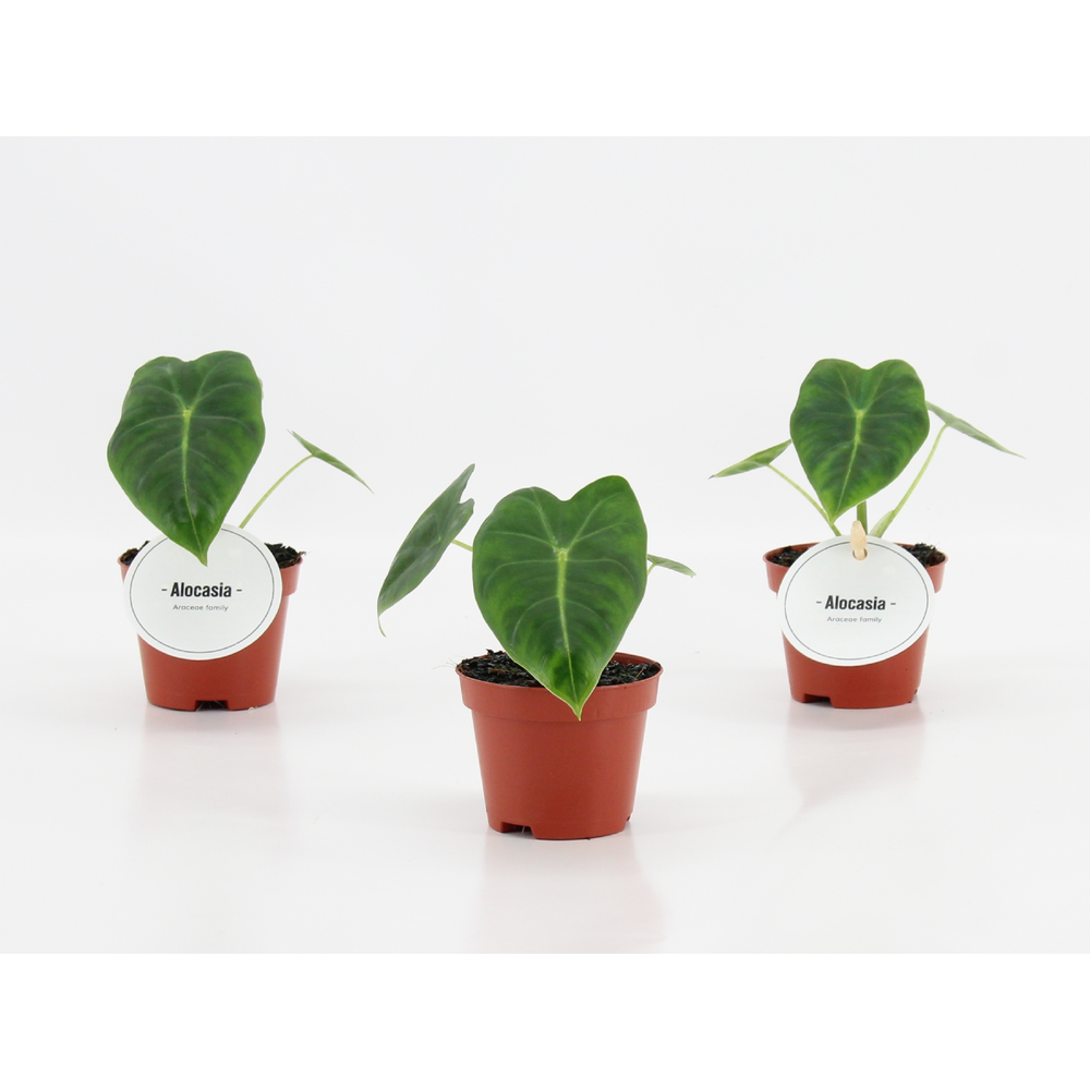 Alocasia Frydek.