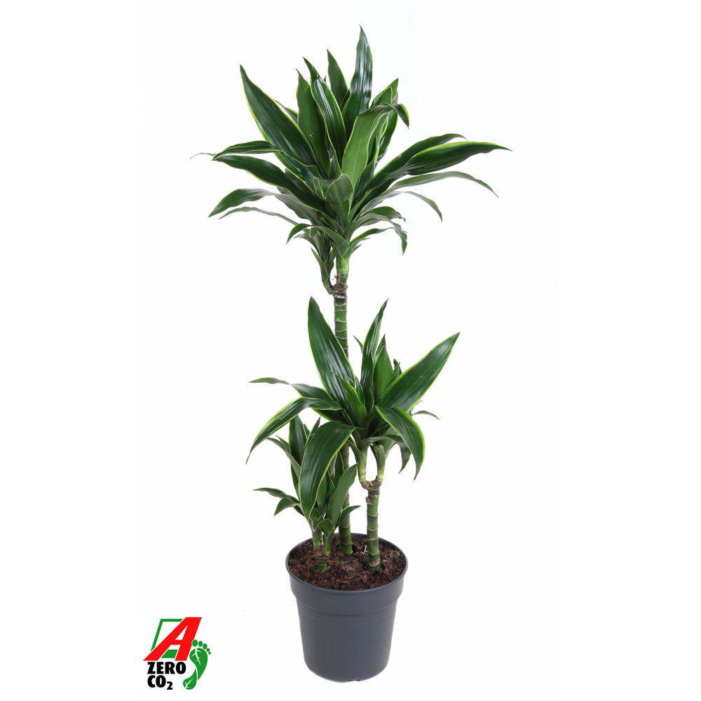 Dracaena Arturo 60-30-15.
