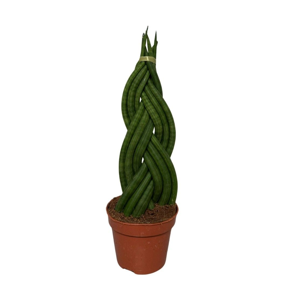 Sansevieria Cylindrica Braid.