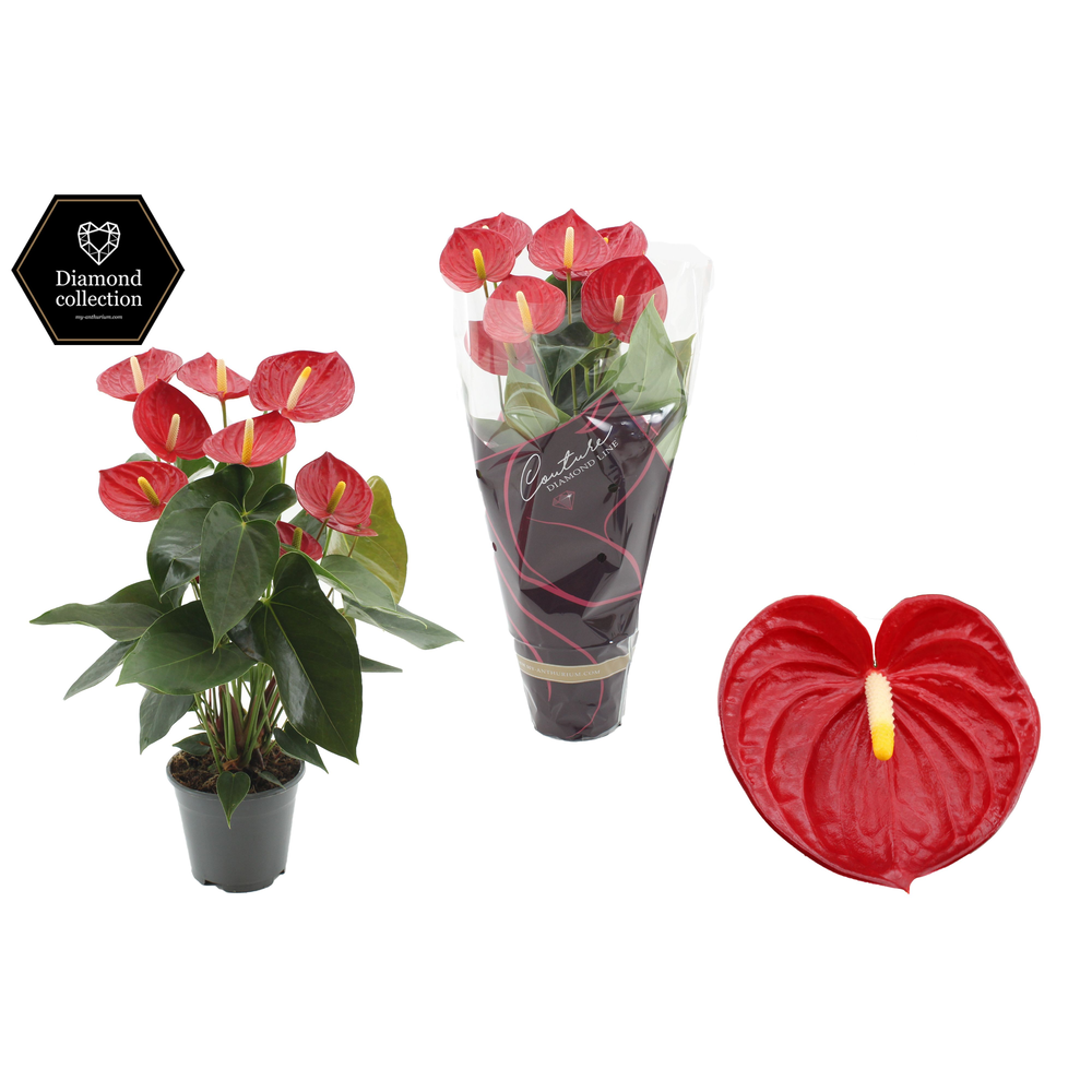 Anthurium Tremendo in Couture Diamond Line Purple .