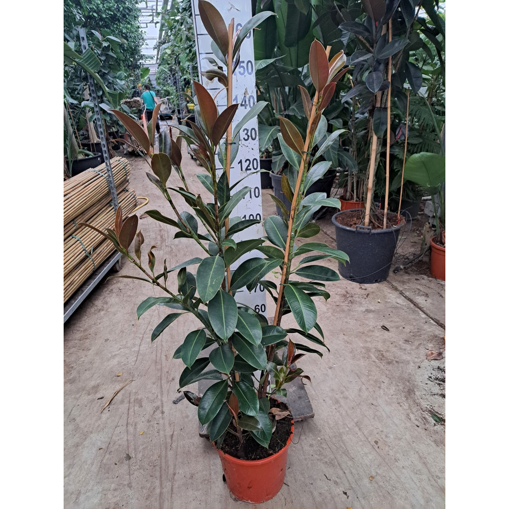 Ficus Elastica Melany toef.