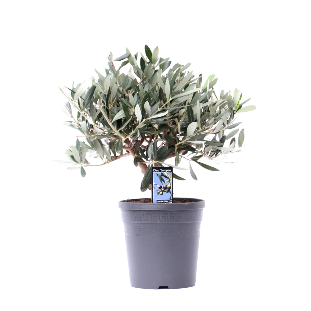 Olea Olijf op stam.