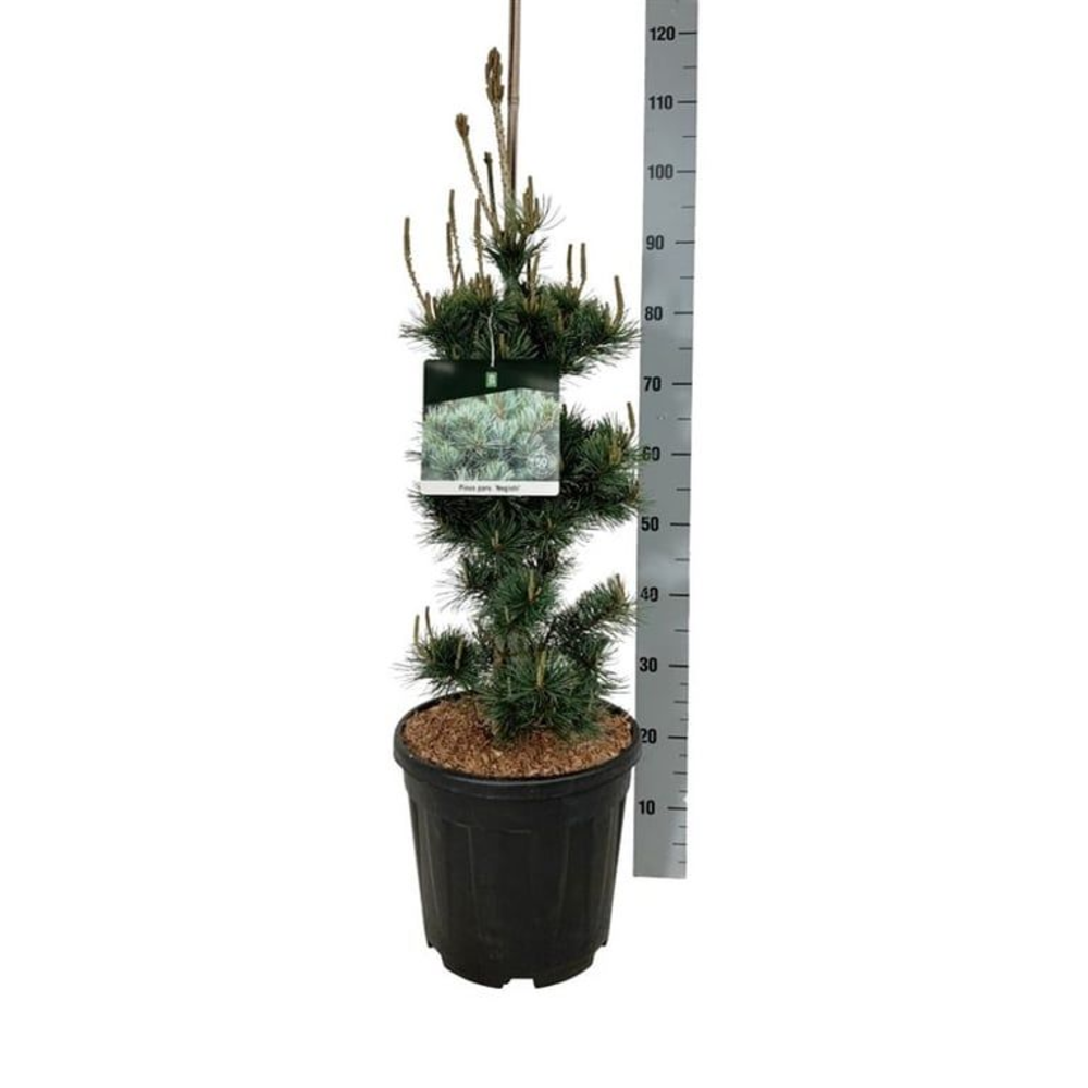Pinus parv. 'Negishi'.