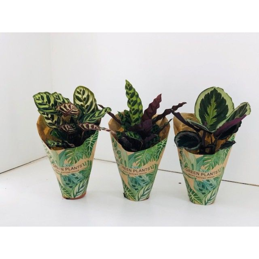 Calathea Mix P12 cm in Krafthoes.
