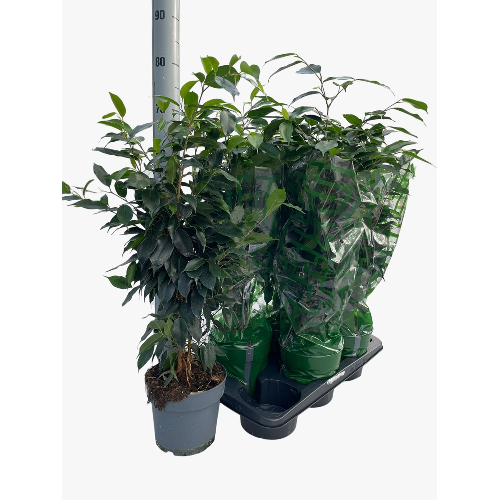 Ficus Benjamina Danielle P17.