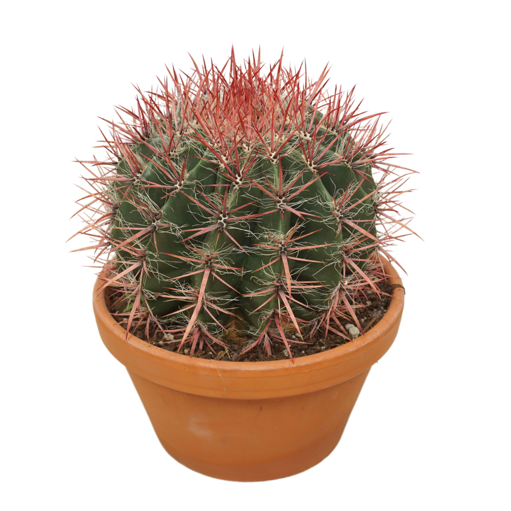 Ferocactus stainesii 27 cm.