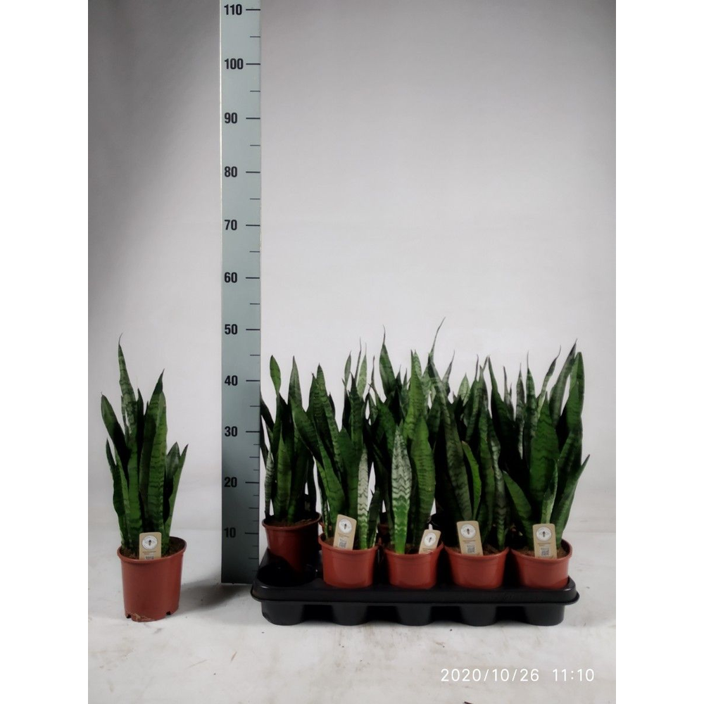 Sansevieria zeylanica 45cm.