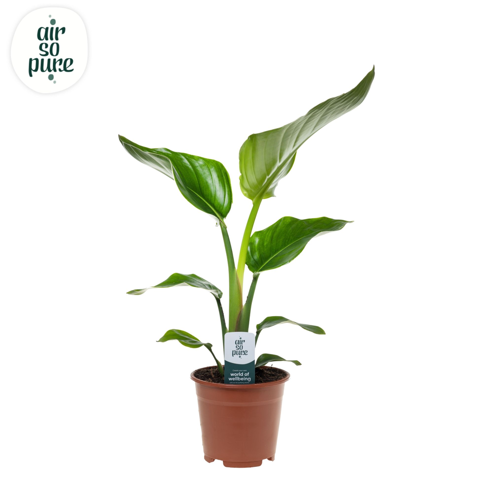 Strelitzia Nicolai p14 Air So Pure.