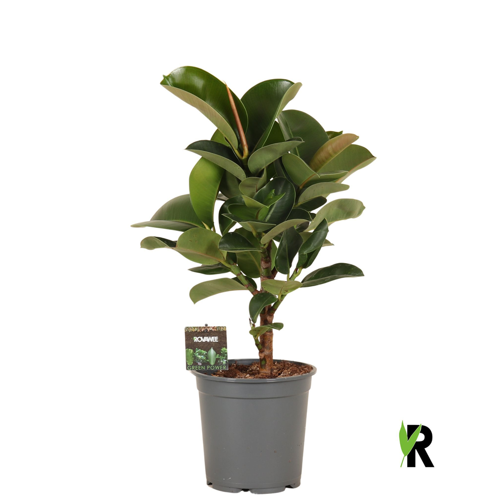 Ficus elast. Cloe vertakt.