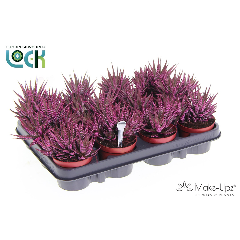 Haworthia bigband Make Upz Roze.