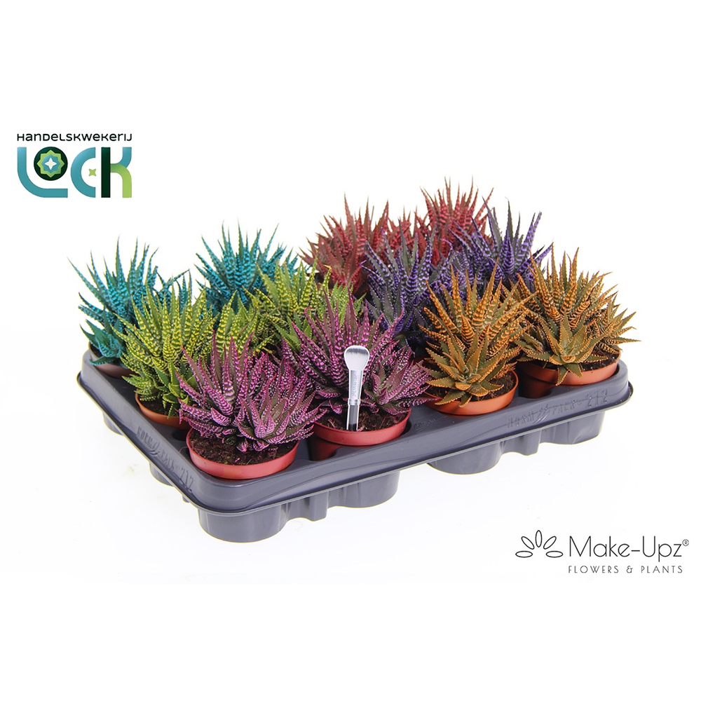 Haworthia Big band mix.