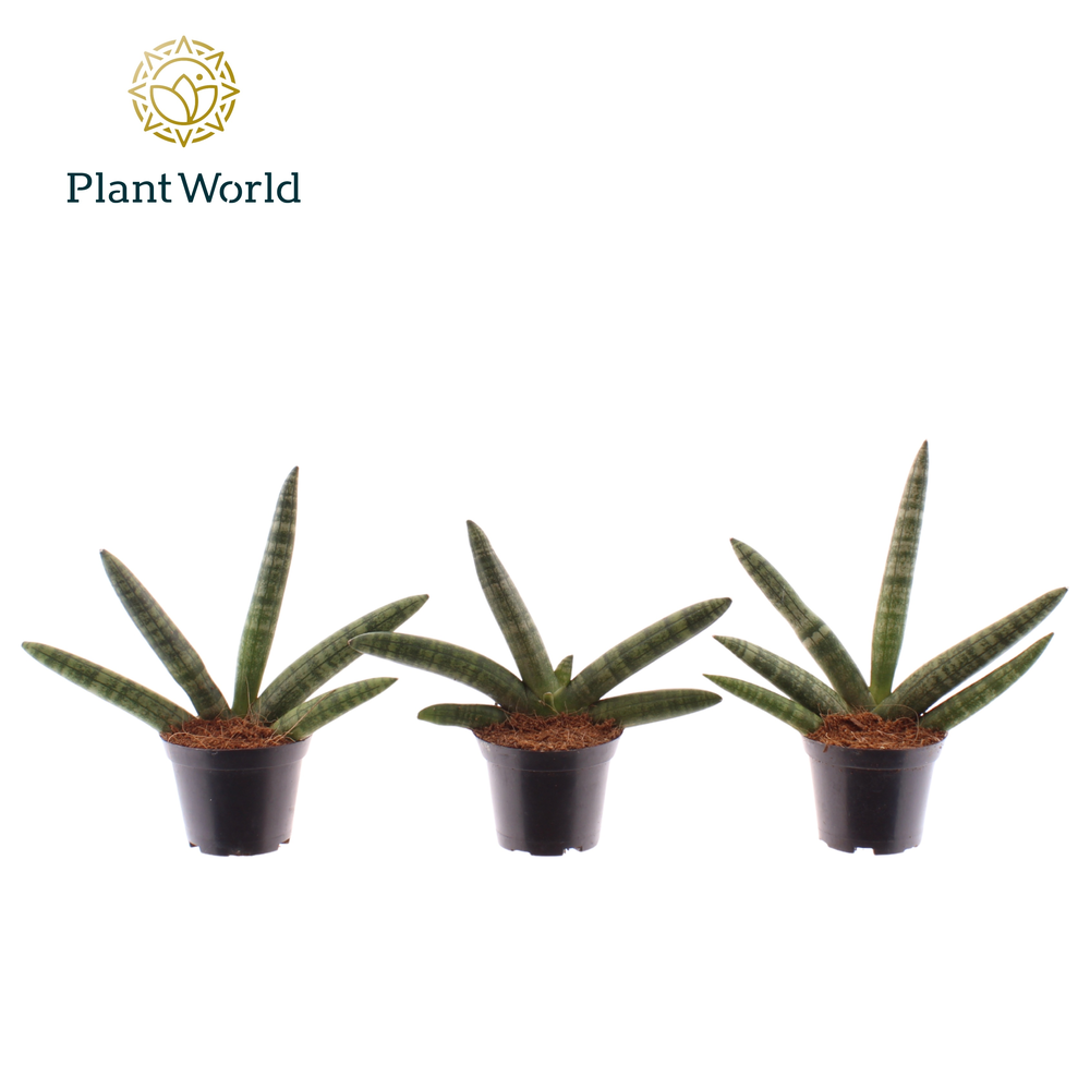 Sansevieria 'Skyline' P7.