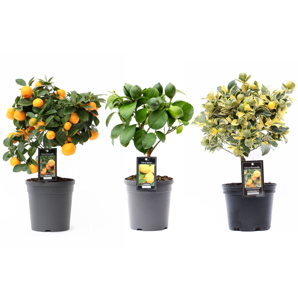 Citrus Mix 3 soorten.