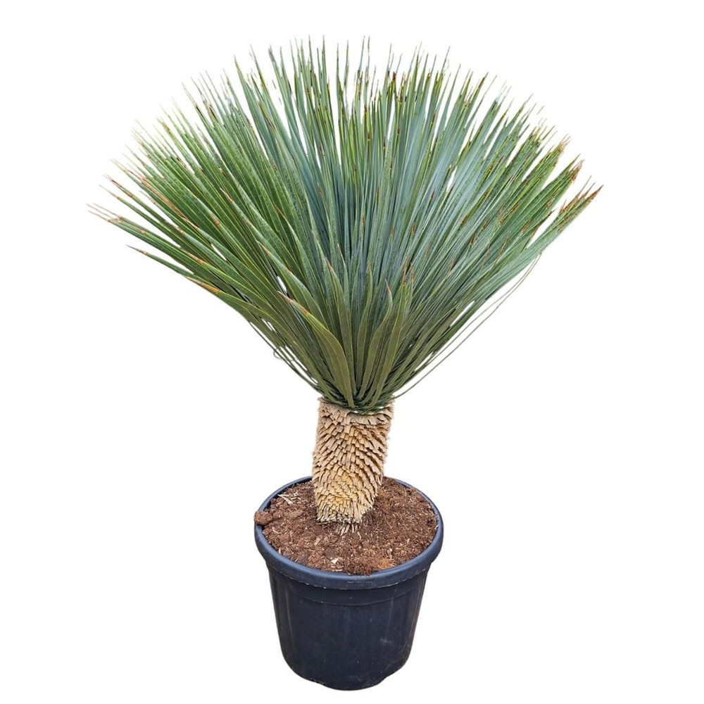 Yucca Rostrata.