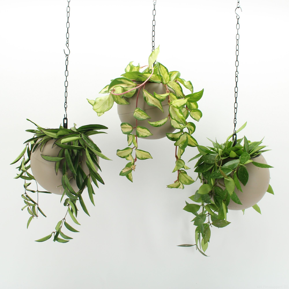 Globee Indoor Hoya Mix 124.