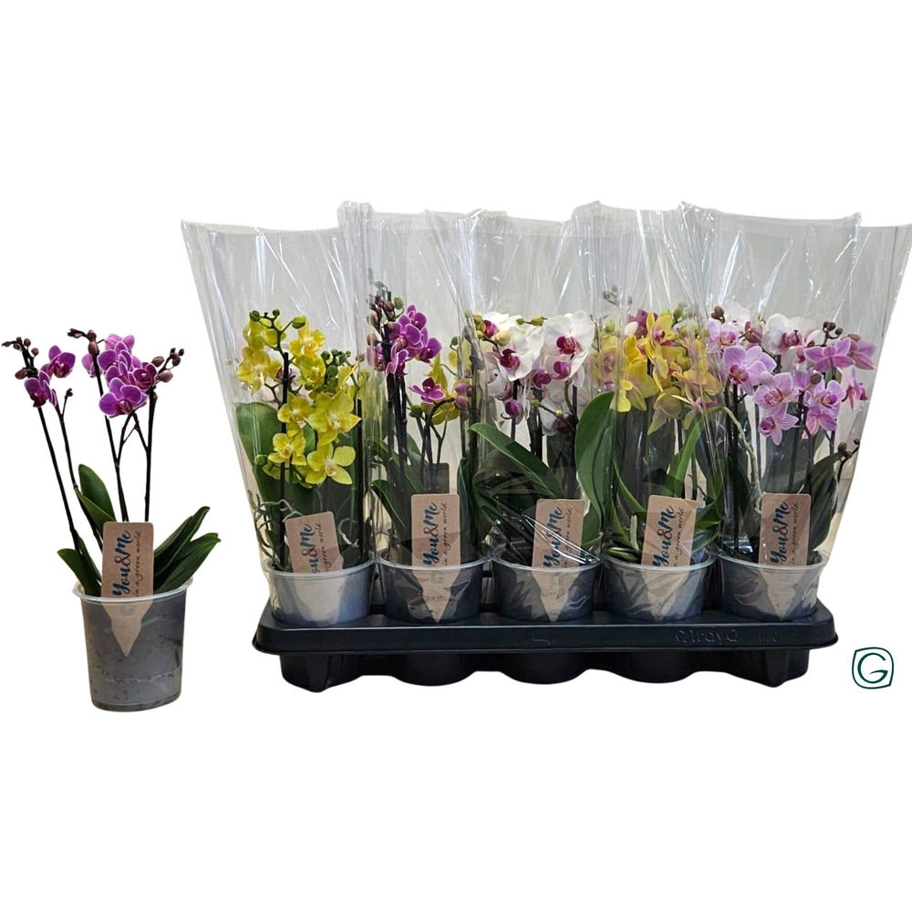 Multiflora 2-3 tak compacte mix.