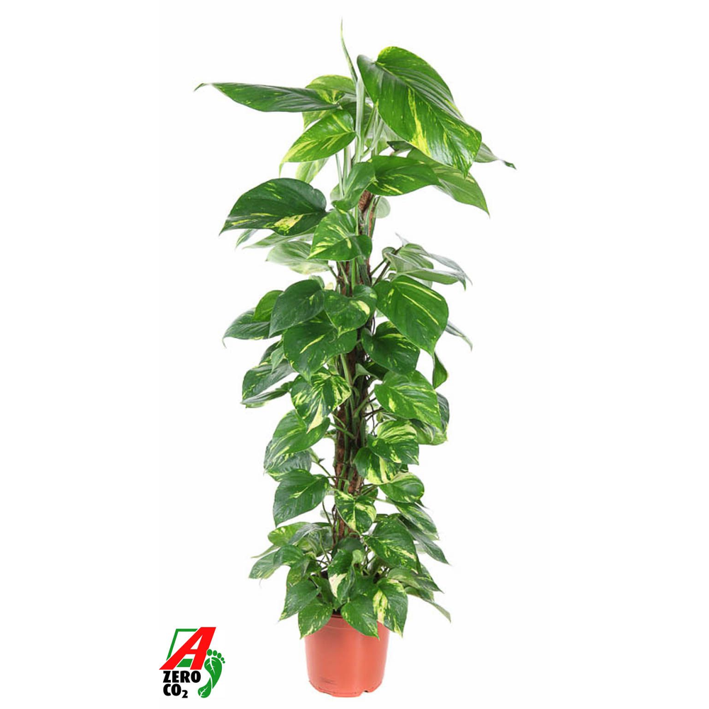 Epipremnum Pinnatum Mosstok P21.