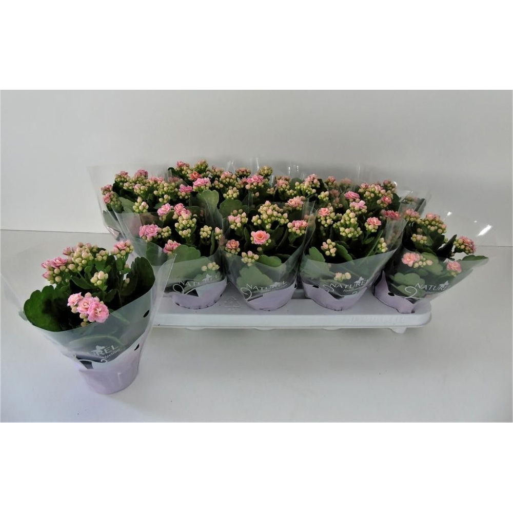 Kalanchoë dubbelbloemig ROZE (Queen Genetics) - Na.