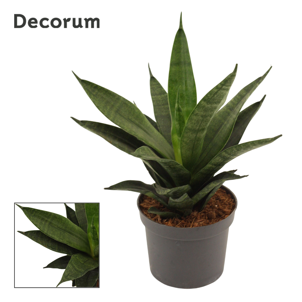 Sansevieria Black Widow crown 9 cm (Decorum).