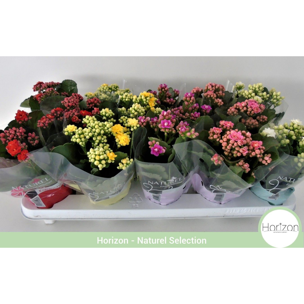 Kalanchoë Dubbelbloemig P9 - DIVERSE KLEUREN - Nat.