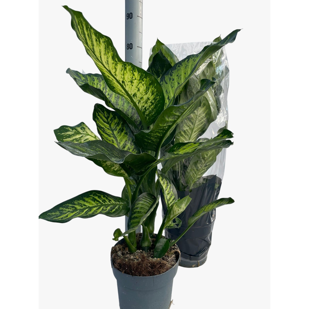 Dieffenbachia Tropic Yellow P21.