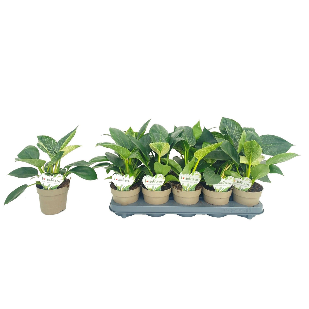 Philodendron White Wave.