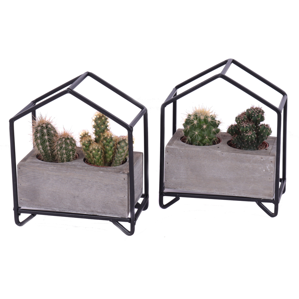 Cactus mix in metalen huisplanter.