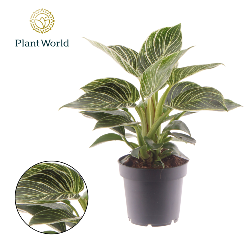Philodendron Birkin.