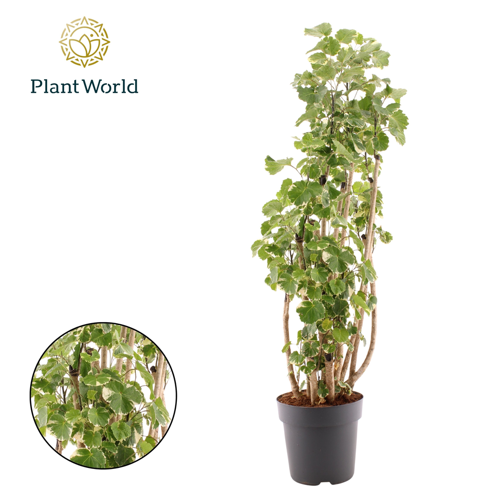 Polyscias Balfouriana vertakt.