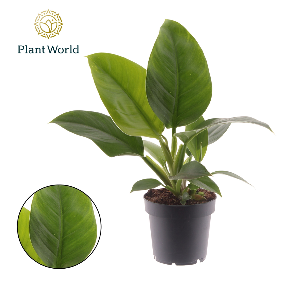 Philodendron Imperial Green.
