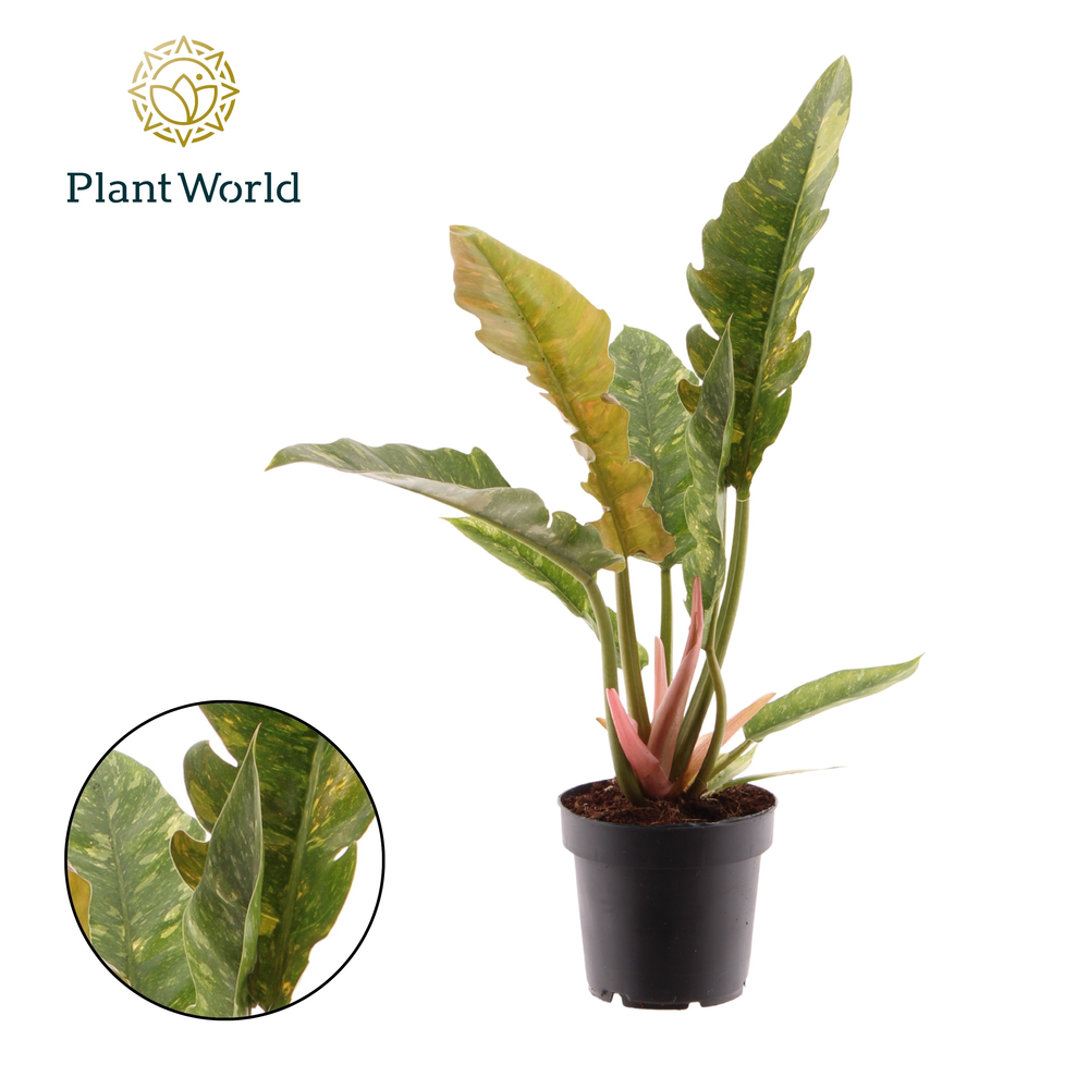 Philodendron narrow 'Ring of Fire'.
