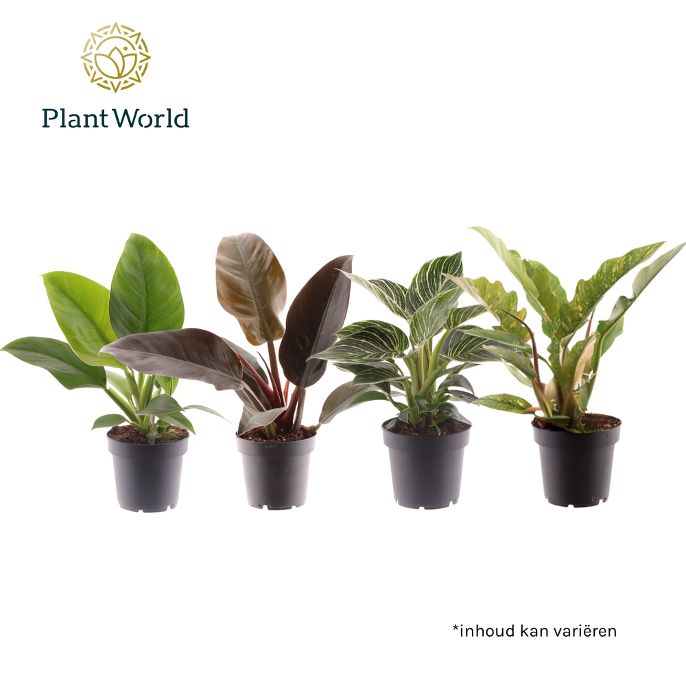 Philodendron gemengd div. soorten P12.