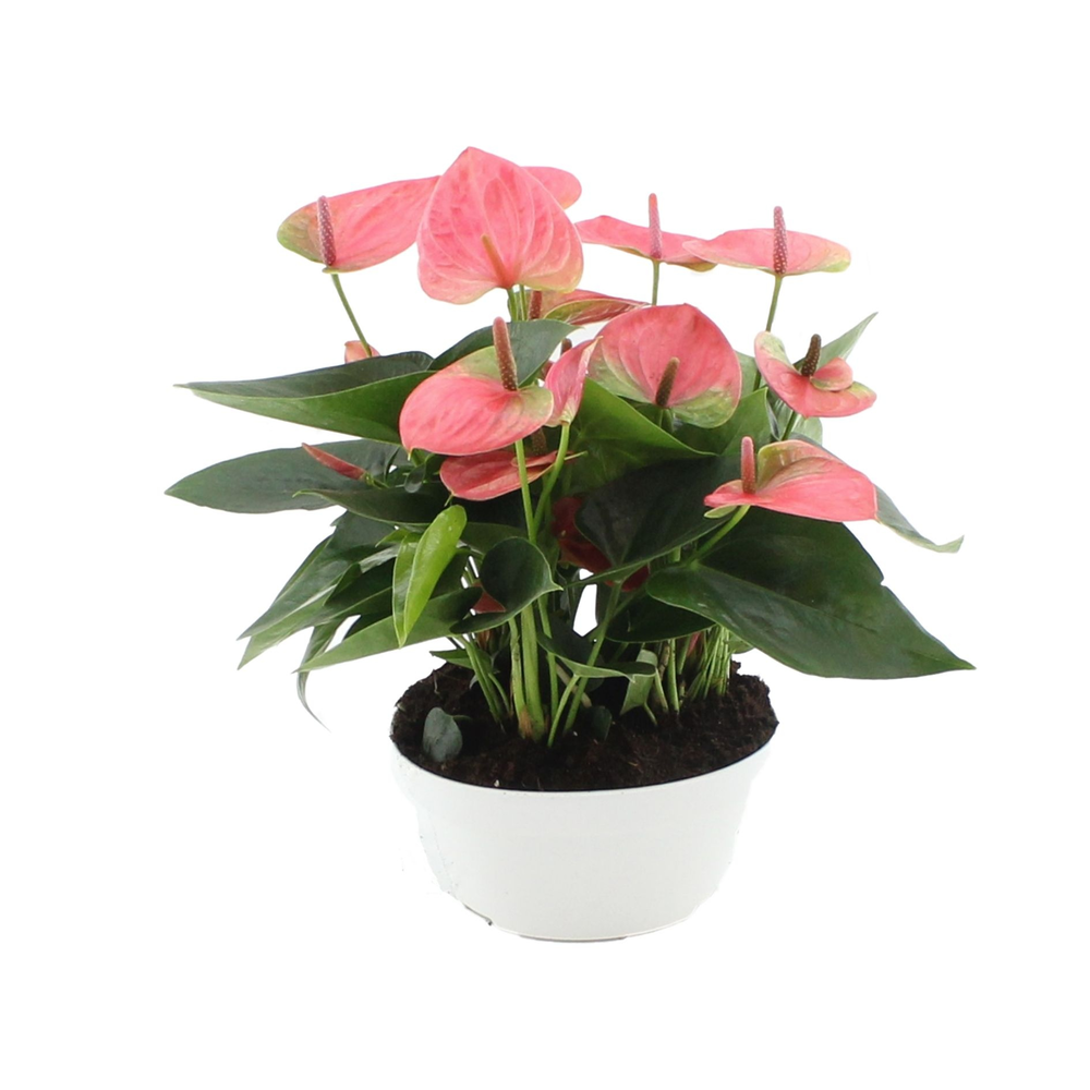 Anthurium Sweet Dream bowl without sleeve.